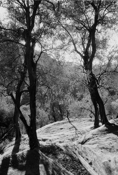 Deux arbres dans les filets